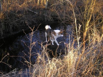 Meie koerad suudavad käija vee peal;)