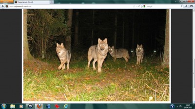 Hundud.jpg
