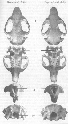 beaver skulls.jpg