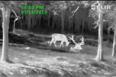 deer flir.jpg