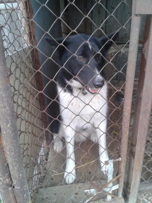 koer.jpg (115.79 KiB) Vaadatud 869 korda koer.jpg