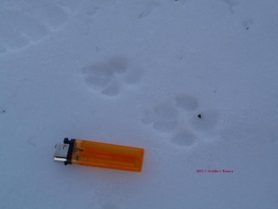 JAckal Footprint.jpg