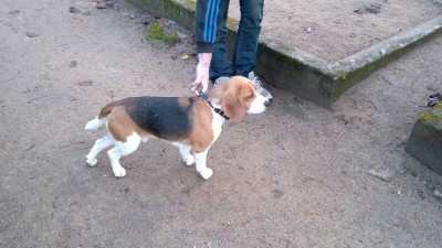 2014_12_.jpg (238.61 KiB) Vaadatud 2570 korda 2014_12_.jpg