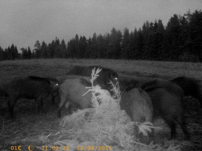 pic1.jpg (106.56 KiB) Vaadatud 2772 korda pic1.jpg