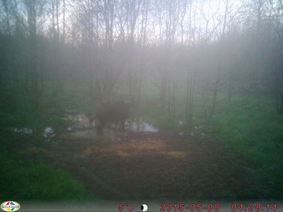 metssiga6.jpg (35.99 KiB) Vaadatud 2858 korda metssiga6.jpg