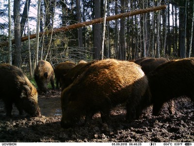 sead1.jpg (183.35 KiB) Vaadatud 2703 korda sead1.jpg