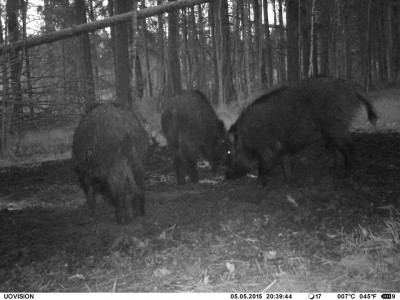 sead3.jpg (99.08 KiB) Vaadatud 2920 korda sead3.jpg