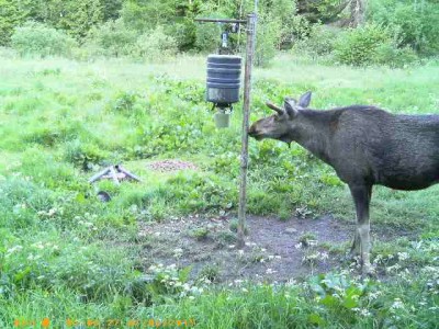 Põder maiustamas.jpg (32.85 KiB) Vaadatud 3888 korda Põder maiustamas.jpg
