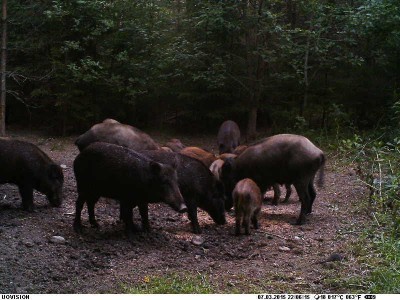 Sigudikud.jpg (79.43 KiB) Vaadatud 3798 korda Sigudikud.jpg