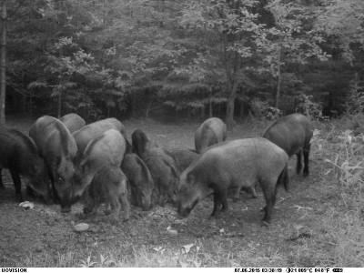 Näljased.JPG (59.71 KiB) Vaadatud 3903 korda Näljased.JPG