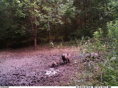 Pesakond.jpg (114.73 KiB) Vaadatud 4183 korda Pesakond.jpg