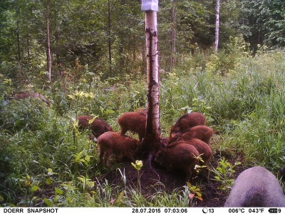 IMAG0658.JPG (1.39 MiB) Vaadatud 3822 korda IMAG0658.JPG