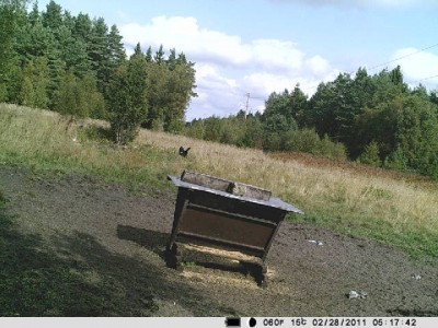 metsis.jpg (89.21 KiB) Vaadatud 4801 korda metsis.jpg