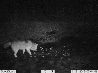 hunt.jpg (36.28 KiB) Vaadatud 3781 korda hunt.jpg