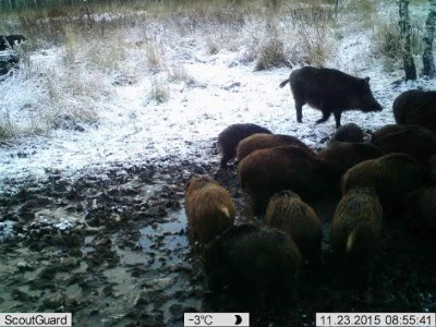 sead.jpg (70.25 KiB) Vaadatud 3736 korda sead.jpg