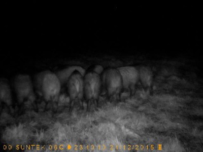 sigad.jpg (27.08 KiB) Vaadatud 5151 korda sigad.jpg