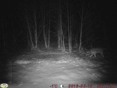 hunt.jpg (37.28 KiB) Vaadatud 5967 korda hunt.jpg