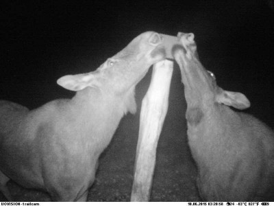 03864760-19b3-4809-b55d-9ffbfc6a545b.jpg (36.21 KiB) Vaadatud 4677 korda 03864760-19b3-4809-b55d-9ffbfc6a545b.jpg