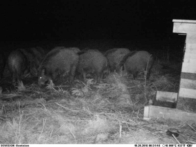 891d14f0-b993-4247-9ab5-33145f185867.jpg (37.2 KiB) Vaadatud 4624 korda 891d14f0-b993-4247-9ab5-33145f185867.jpg