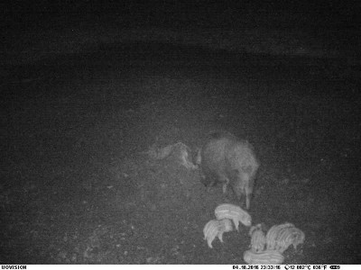 PIC-3.jpg (38.04 KiB) Vaadatud 4767 korda Selle aasta triibulised esimest korda söödal