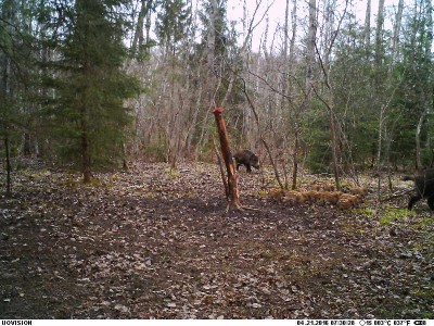 tmp_10369-PIC1732267363.JPG (105.95 KiB) Vaadatud 4913 korda Possad