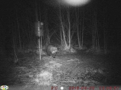 karu3.jpg (45.8 KiB) Vaadatud 5613 korda karu3.jpg