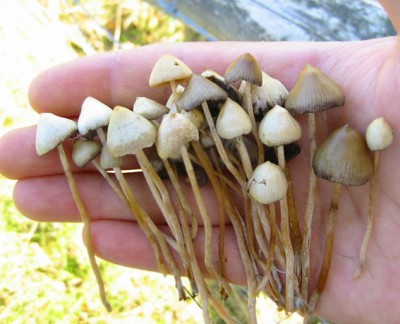 Psilocybe_semilanceata.jpg