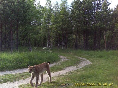 Ilves 08.06.09 v2.jpg