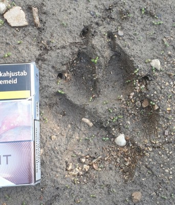20190611_231724.jpg (1.67 MiB) Vaadatud 3610 korda See on võib-olla vähe parem pilt.