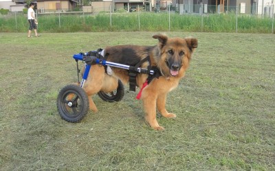 How-to-improve-quality-of-life-for-disabled-dogs1.jpg