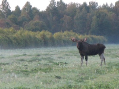 põder 2009 006.jpg